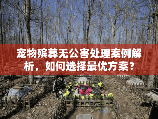 宠物殡葬无公害处理案例解析,如何选择最优方案? 宠物殡葬无公害处理案例解析,如何选择最优方案?