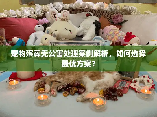宠物殡葬无公害处理案例解析,如何选择最优方案? 宠物殡葬无公害处理案例解析,如何选择最优方案?