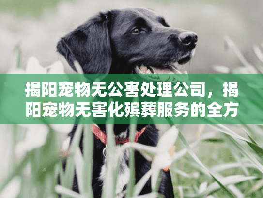 揭阳宠物无公害处理公司，揭阳宠物无害化殡葬服务的全方位解决方案