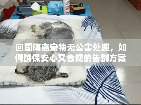 回国隔离宠物无公害处理，如何确保安心又合规的告别方案？