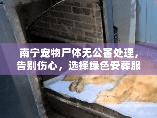 南宁宠物尸体无公害处理，告别伤心，选择绿色安葬服务