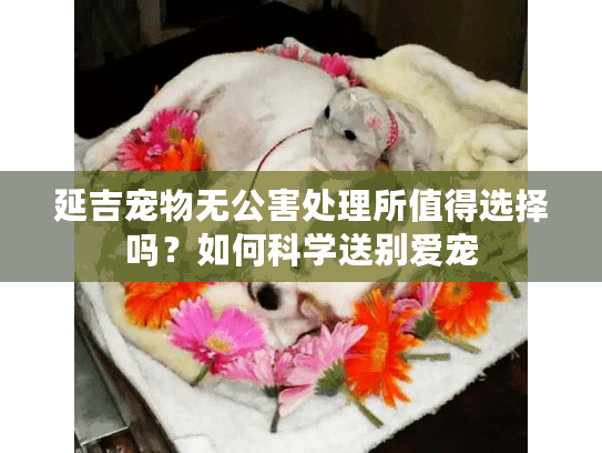 延吉宠物无公害处理所值得选择吗？如何科学送别爱宠