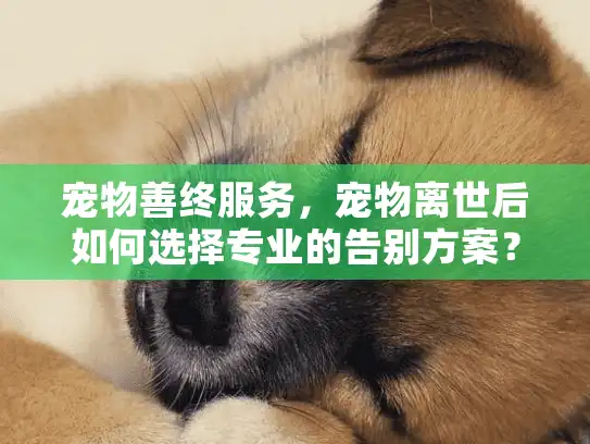 宠物善终服务,宠物离世后如何选择专业的告别方案? 宠物善终服务,宠物离世后如何选择专业的告别方案?