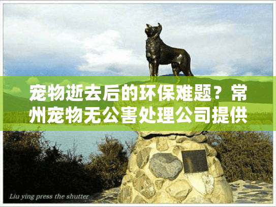 宠物逝去后的环保难题?常州宠物无公害处理公司提供专业解决方案 宠物逝去后的环保难题?常州宠物无公害处理公司提供专业解决方案
