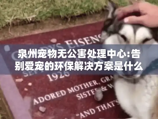 泉州宠物无公害处理中心:告别爱宠的环保解决方案是什么?