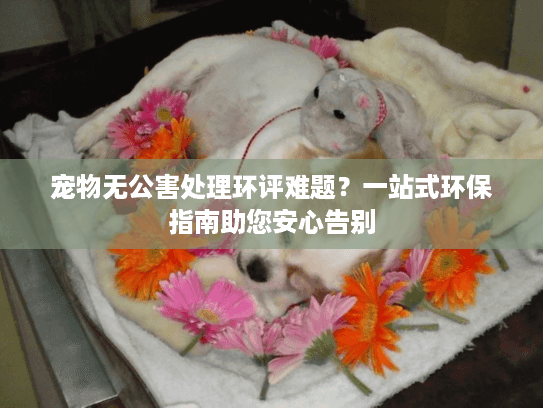 宠物无公害处理环评难题？一站式环保指南助您安心告别