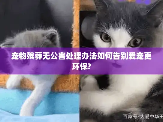 宠物殡葬无公害处理办法如何告别爱宠更环保? 宠物殡葬无公害处理办法如何告别爱宠更环保?