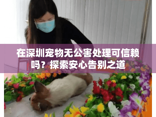在深圳宠物无公害处理可信赖吗？探索安心告别之道