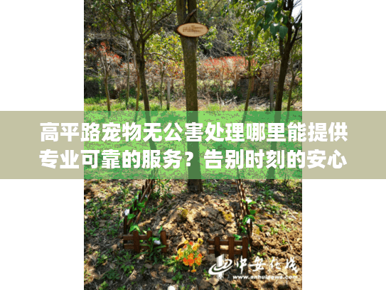 高平路宠物无公害处理哪里能提供专业可靠的服务?告别时刻的安心选择 高平路宠物无公害处理哪里能提供专业可靠的服务?告别时刻的安心选择
