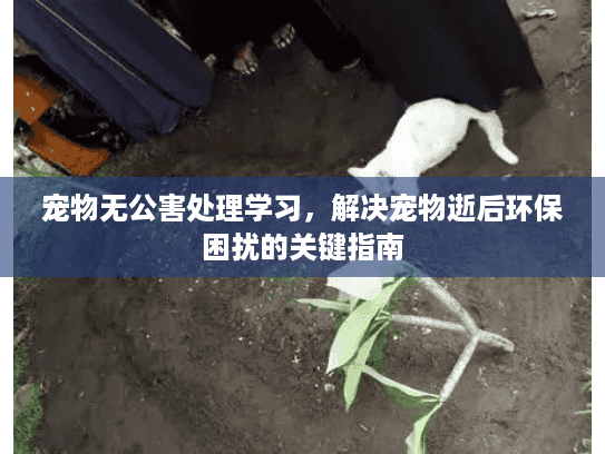 宠物无公害处理学习，解决宠物逝后环保困扰的关键指南