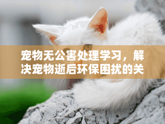 宠物无公害处理学习，解决宠物逝后环保困扰的关键指南