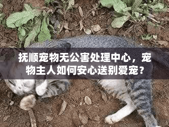抚顺宠物无公害处理中心，宠物主人如何安心送别爱宠？