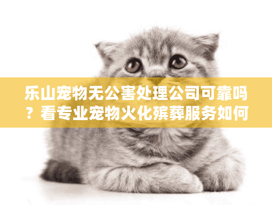 乐山宠物无公害处理公司可靠吗？看专业宠物火化殡葬服务如何化解悲伤