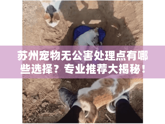 苏州宠物无公害处理点有哪些选择？专业推荐大揭秘！