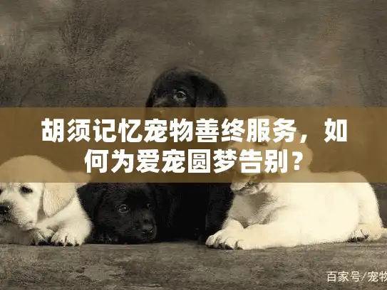 胡须记忆宠物善终服务,如何为爱宠圆梦告别? 胡须记忆宠物善终服务,如何为爱宠圆梦告别?