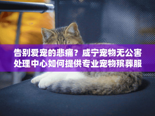 告别爱宠的悲痛？咸宁宠物无公害处理中心如何提供专业宠物殡葬服务