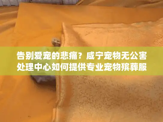 告别爱宠的悲痛？咸宁宠物无公害处理中心如何提供专业宠物殡葬服务