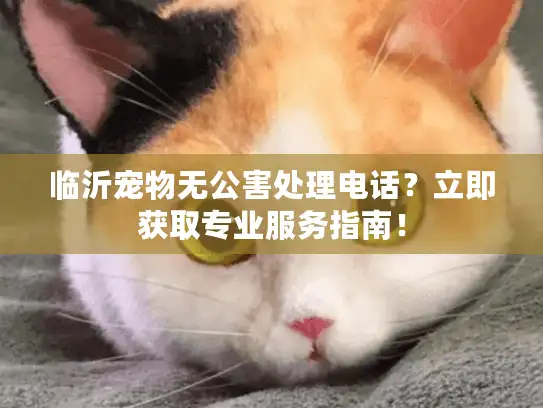 临沂宠物无公害处理电话？立即获取专业服务指南！