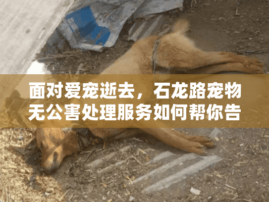 面对爱宠逝去，石龙路宠物无公害处理服务如何帮你告别？
