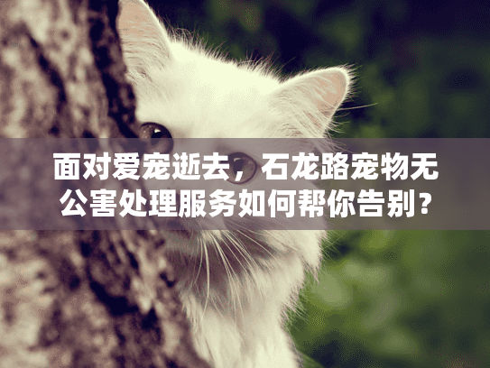 面对爱宠逝去，石龙路宠物无公害处理服务如何帮你告别？