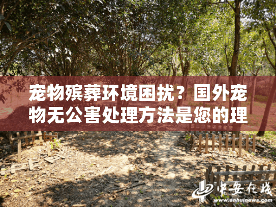宠物殡葬环境困扰？国外宠物无公害处理方法是您的理想解