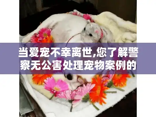 当爱宠不幸离世,您了解警察无公害处理宠物案例的流程与影响吗?