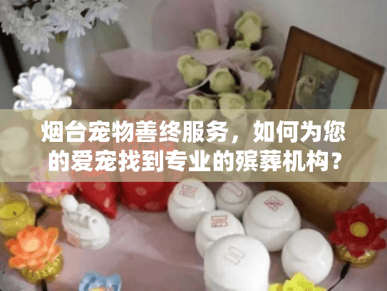 烟台宠物善终服务，如何为您的爱宠找到专业的殡葬机构？