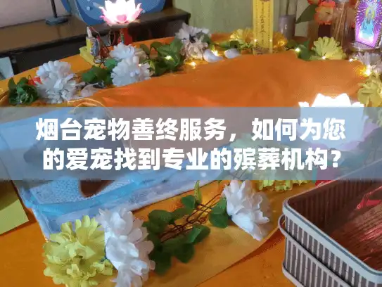 烟台宠物善终服务，如何为您的爱宠找到专业的殡葬机构？