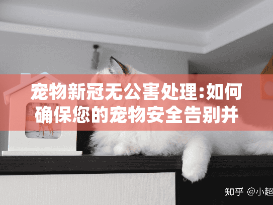 宠物新冠无公害处理:如何确保您的宠物安全告别并保护环境健康?