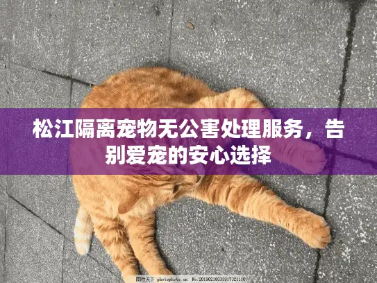松江隔离宠物无公害处理服务，告别爱宠的安心选择
