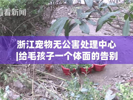 浙江宠物无公害处理中心|给毛孩子一个体面的告别,主人该怎么做?