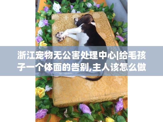 浙江宠物无公害处理中心|给毛孩子一个体面的告别,主人该怎么做?