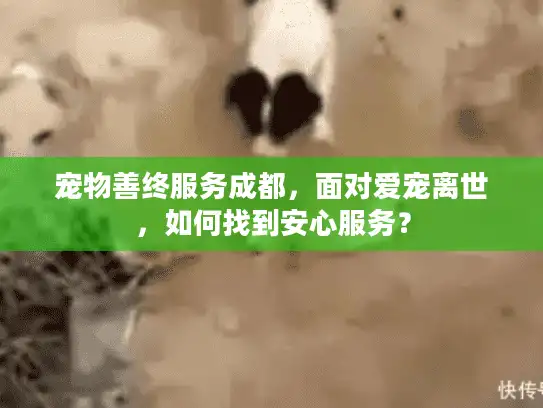 宠物善终服务成都，面对爱宠离世，如何找到安心服务？