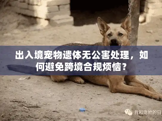 出入境宠物遗体无公害处理,如何避免跨境合规烦恼? 出入境宠物遗体无公害处理,如何避免跨境合规烦恼?