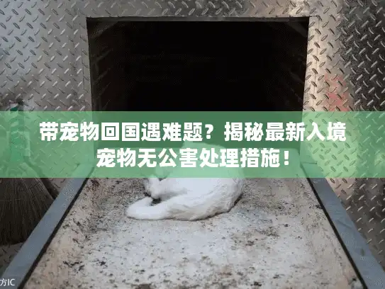 带宠物回国遇难题？揭秘最新入境宠物无公害处理措施！