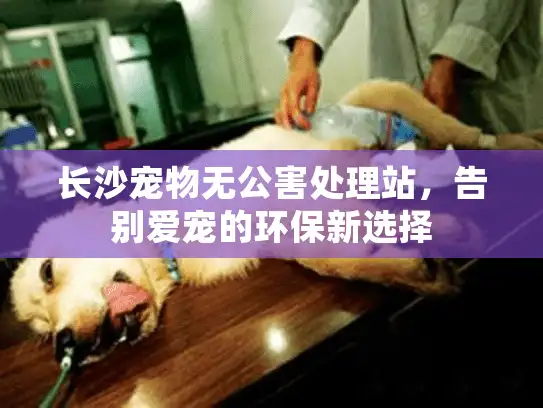 长沙宠物无公害处理站，告别爱宠的环保新选择