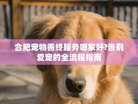 合肥宠物善终服务哪家好?告别爱宠的全流程指南 合肥宠物善终服务哪家好?告别爱宠的全流程指南