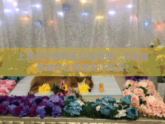 上海长宁宠物无公害处理，专业服务如何让爱宠安详离去？