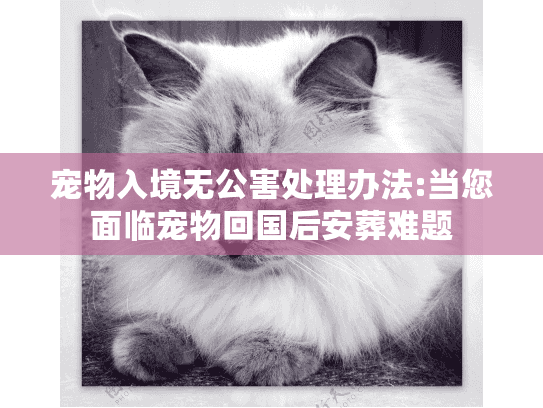 宠物入境无公害处理办法:当您面临宠物回国后安葬难题