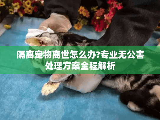 隔离宠物离世怎么办?专业无公害处理方案全程解析