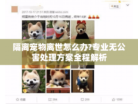 隔离宠物离世怎么办?专业无公害处理方案全程解析