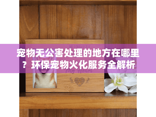 宠物无公害处理的地方在哪里？环保宠物火化服务全解析