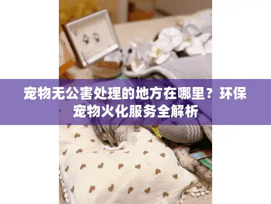 宠物无公害处理的地方在哪里？环保宠物火化服务全解析