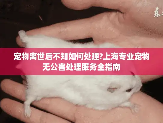 宠物离世后不知如何处理?上海专业宠物无公害处理服务全指南