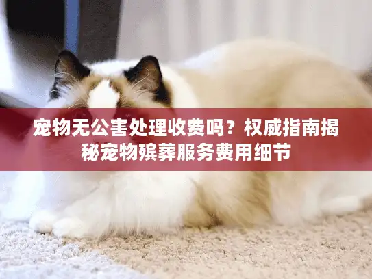 宠物无公害处理收费吗？权威指南揭秘宠物殡葬服务费用细节
