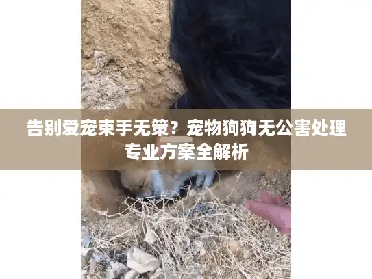 告别爱宠束手无策？宠物狗狗无公害处理专业方案全解析