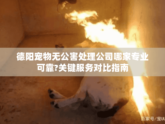 德阳宠物无公害处理公司哪家专业可靠?关键服务对比指南