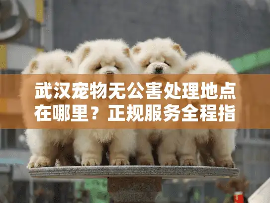 武汉宠物无公害处理地点在哪里?正规服务全程指南 武汉宠物无公害处理地点在哪里?正规服务全程指南