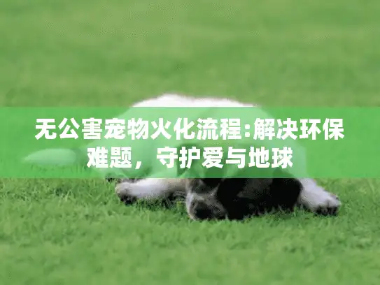 无公害宠物火化流程:解决环保难题，守护爱与地球