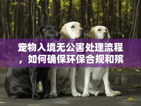 宠物入境无公害处理流程，如何确保环保合规和殡葬服务顺利？